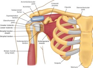 What is shoulder bursitis and what can I do about it?