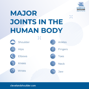 major joints in human body