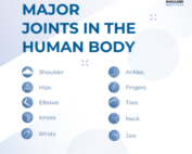 major joints in human body